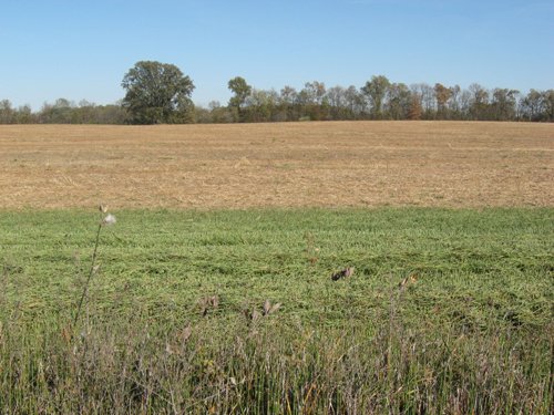 Property photo 45 - 110+/- Acres offered in 4 Tillable Tracts